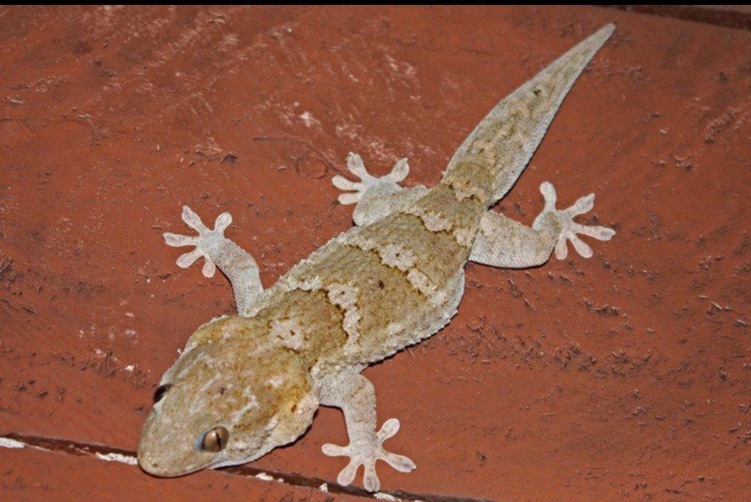 5 Habits That Banish Wall Gecko From The House