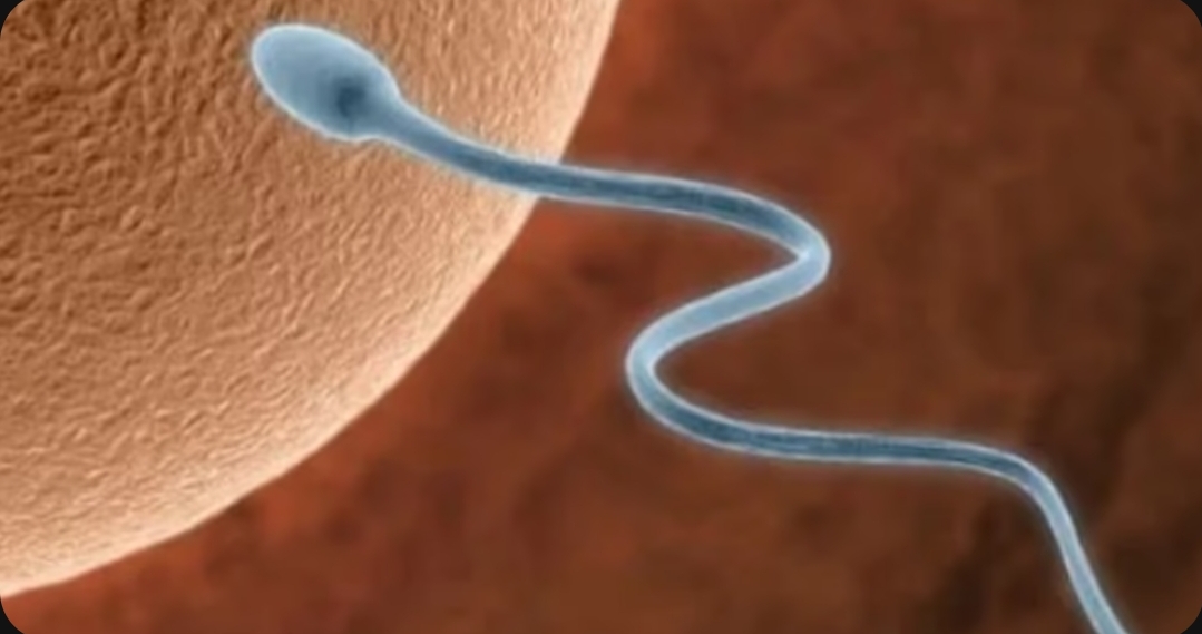 Foods That Kill The Sperm That Men Should Avoid Eating On A Regular Basis