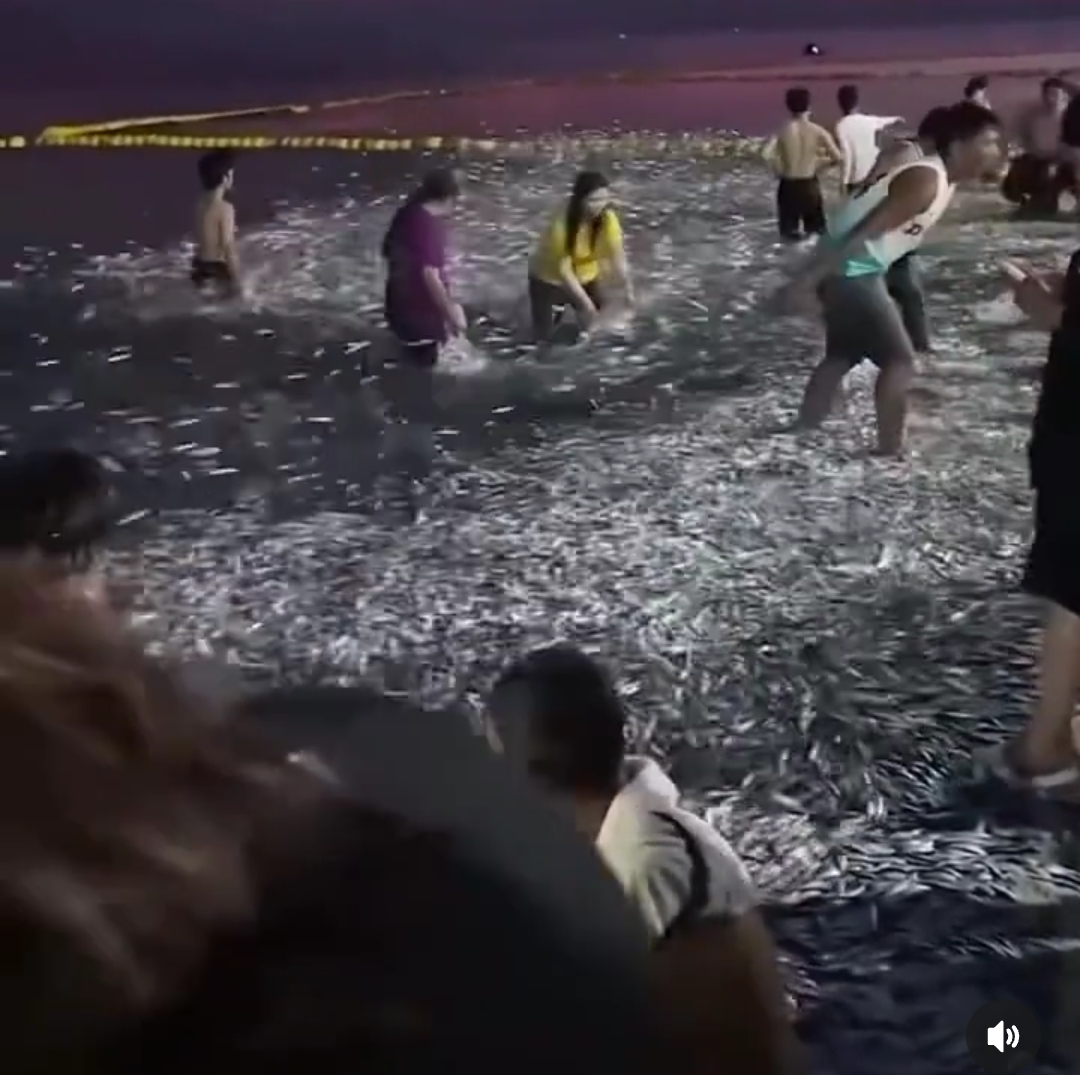 Moment Millions Of Sardine Fish Wash Up On The Sea Shore In The Philippines (Photo & Video)