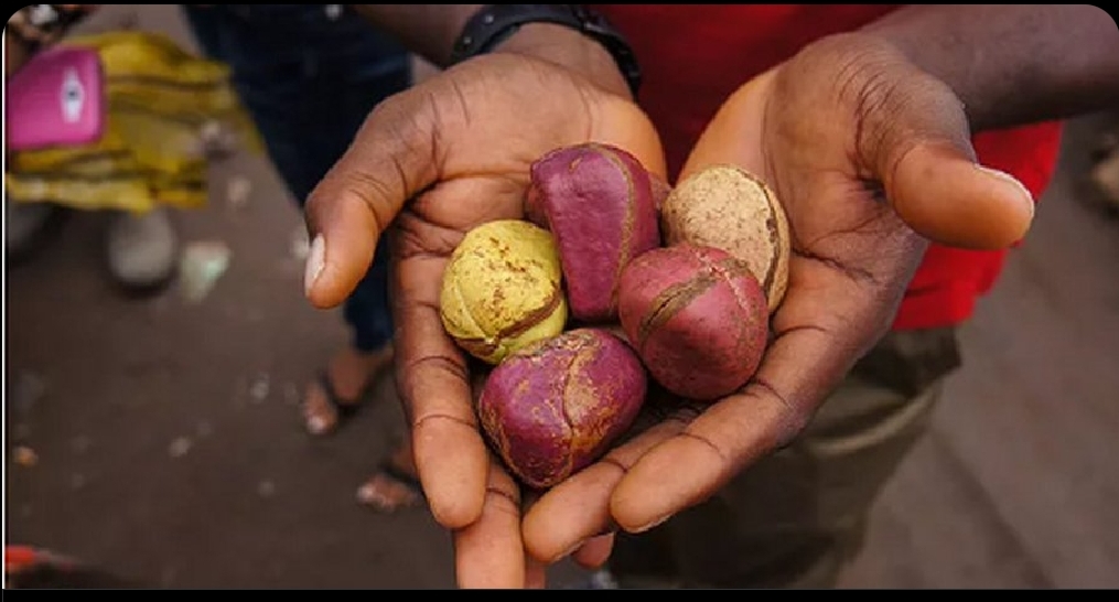 The Uses, Benefits And Side Effects Of Kola Nut.